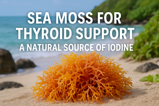 Sea Moss for Thyroid Support – A Natural Source of Iodine